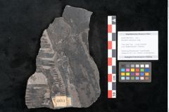Foto (Objekt + Etikett) von Equisetum arenaceum Jaeg. (NHMW-GEO-2024-0188-10613)